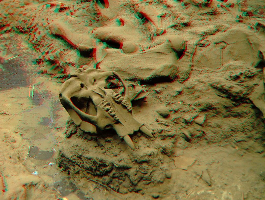 Skull at La Brea Tar Pit - Anaglyph